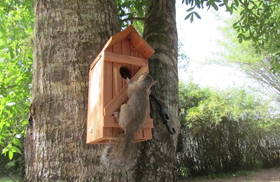 baby baby squirrel on a tree house