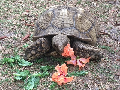 Tortoise eating vagetation